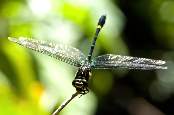 Zwarte dragonfly — Stockfoto