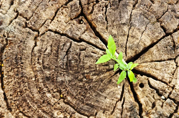 Plantas que crecen en un tocón — Foto de Stock