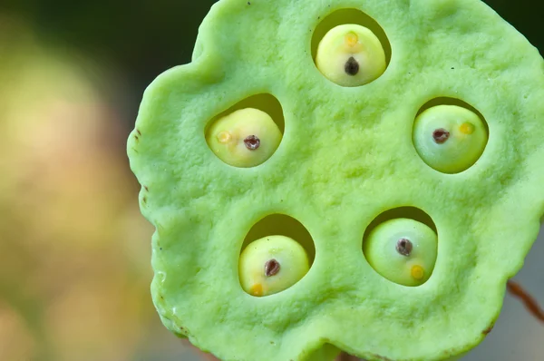 Close up lotus seed — Stock Photo, Image