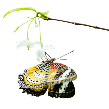 beyaz izole çiçek kelebek