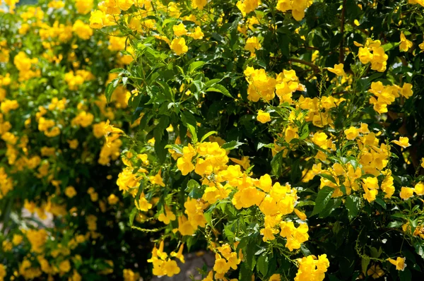 Flores amarelas — Fotografia de Stock