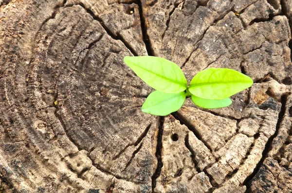 Nieuw leven businessconcept — Stockfoto