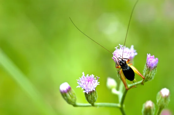 Mantis negra en flor — Foto de Stock