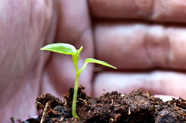 Hand schützt neues grünes Pflanzenleben — Stockfoto