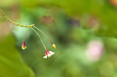 Küçük kırmızı çiçekler