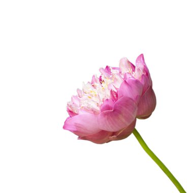 pembe nilüfer veya beyaz arka plan üzerinde izole lotus