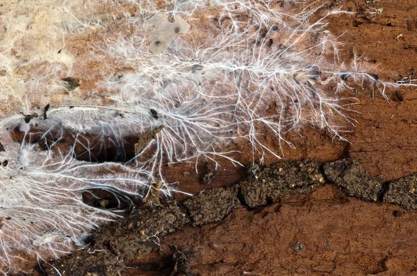 在木材上的真菌菌丝 — 图库照片