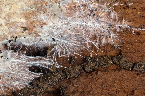 fungi mycelium on wood