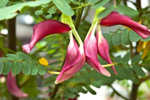 Vegetable Humming Bird Sesban Agasta on tree — Stock Photo, Image