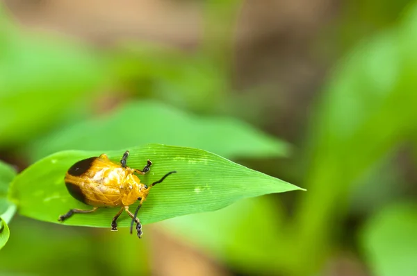 Bug na folha — Fotografia de Stock