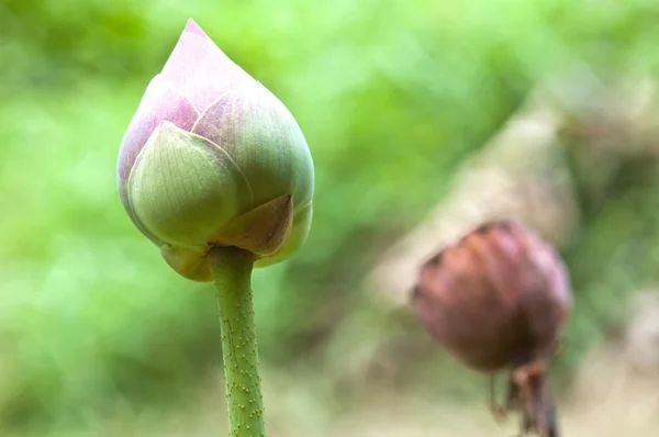 Lotos i suche lotus.concept nowej generacji — Zdjęcie stockowe