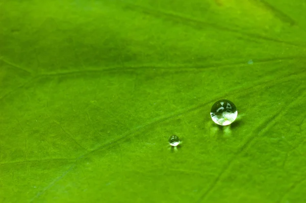 Drops of water in a lotus leaf. — Stock Photo, Image