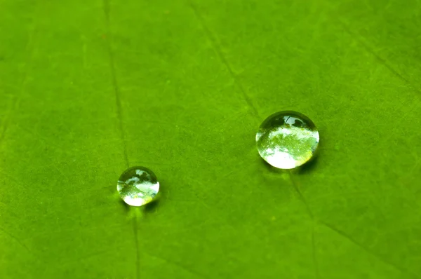 Des gouttes d'eau dans une feuille de lotus . — Photo