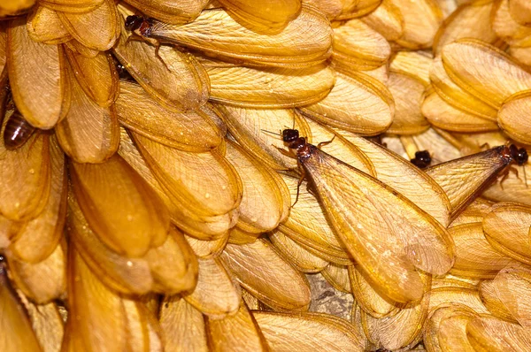 Muchas de las termitas aladas en el suelo —  Fotos de Stock