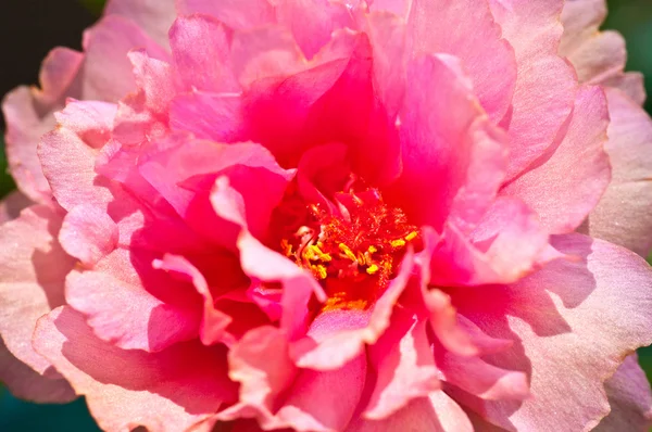 Close Up Pink Almindelig portulak blomst - Stock-foto