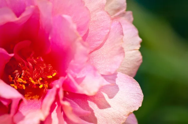 Close Up Pink Almindelig portulak blomst - Stock-foto