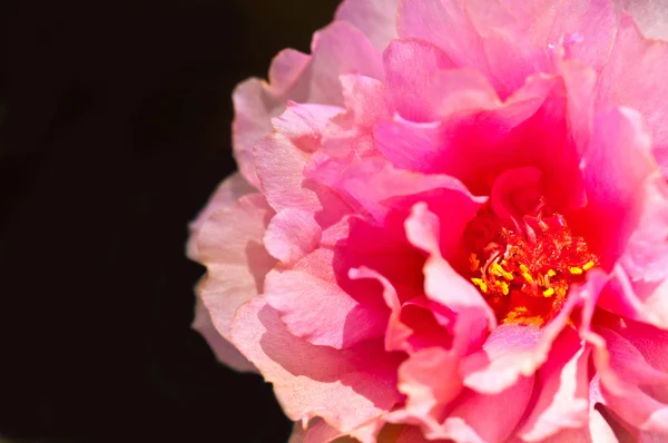 Flor de verdolaga común rosa de primer plano — Foto de Stock