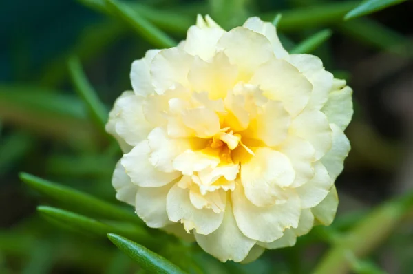 Flor de verdolaga común amarilla — Foto de Stock