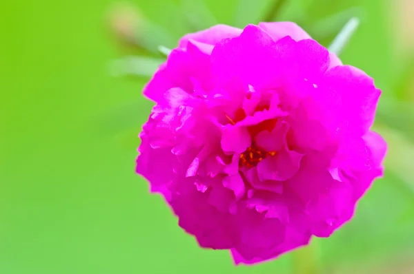 Close Up Pink Almindelig portulak blomst - Stock-foto