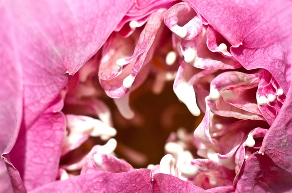 Zbliżenie różowego kwiatu lotosu — Zdjęcie stockowe
