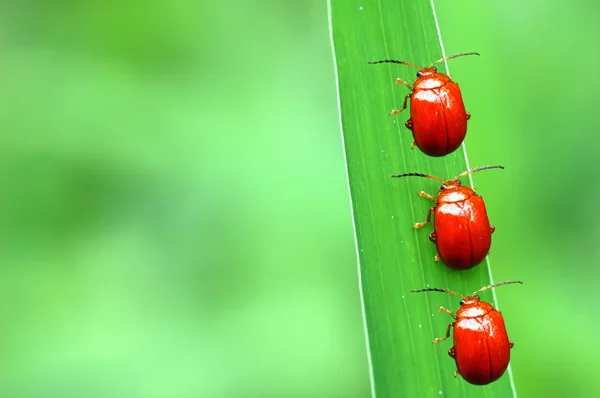 Joaninha em uma macro folha verde — Fotografia de Stock