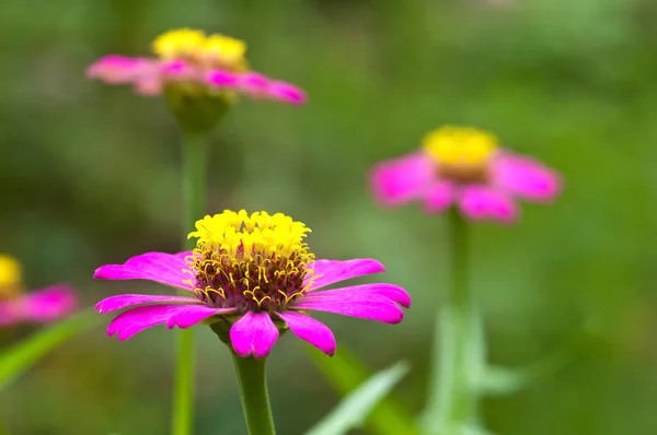 Zinnienblüte Stockfoto