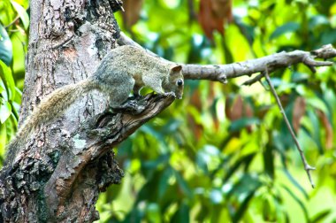 ağaç üzerinde ağaç sivri faresi