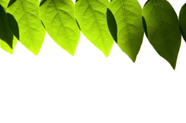 Beyaz üzerine izole edilmiş yapraklar