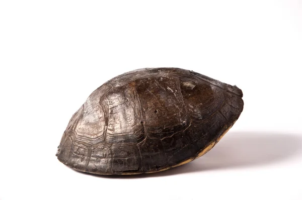 Carapace de tortue isolée sur fond blanc — Photo