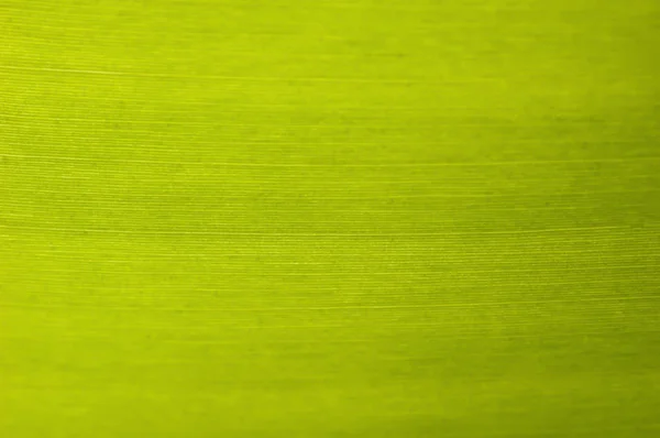 Texture fond de rétro-éclairage vert frais Feuille de banane . — Photo