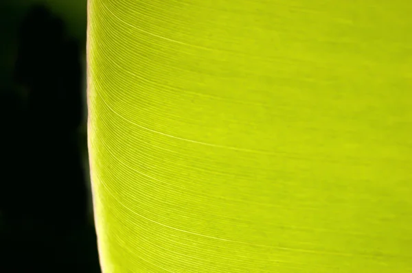 Texture fond de rétro-éclairage vert frais Feuille de banane . — Photo