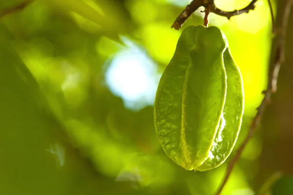 Звездные фрукты или карамбола (Averrhoa carambola L .) — стоковое фото