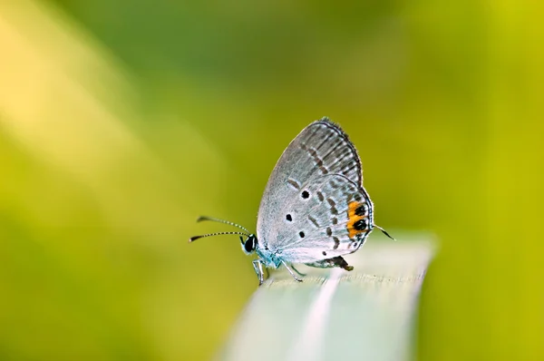 Papillon sur feuille — Photo