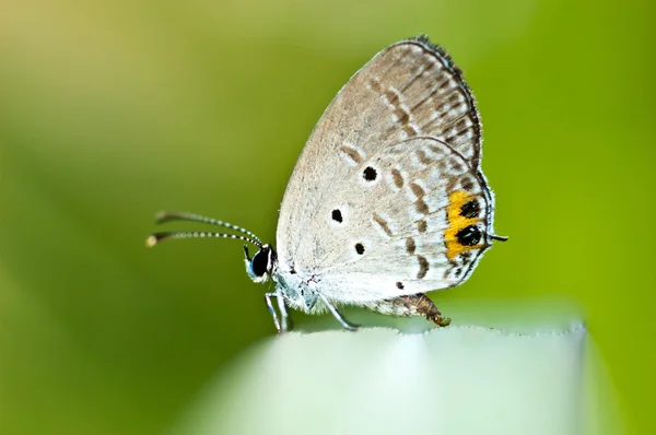 Schmetterling auf Blatt — Stockfoto