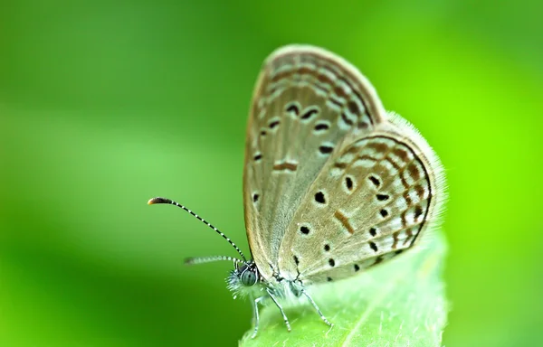 Schmetterling auf grünem Blatt — Stockfoto