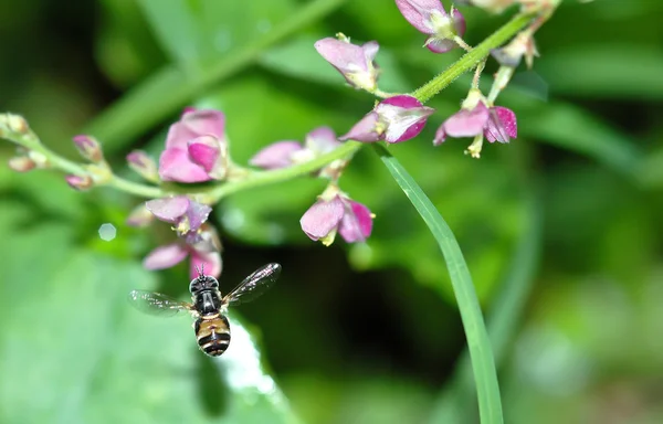 Çiçek üzerinde uçan arı — Stok fotoğraf