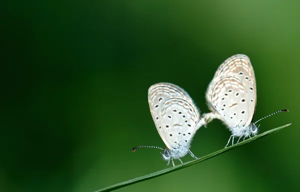 緑の葉で繁殖蝶 — ストック写真