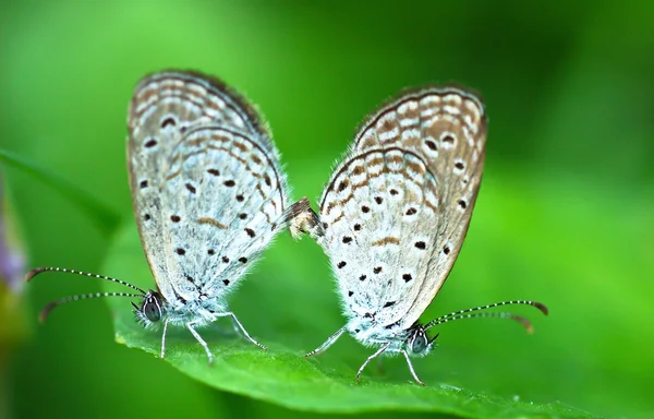 Butterfly breeding on green leaf — Stock Photo, Image