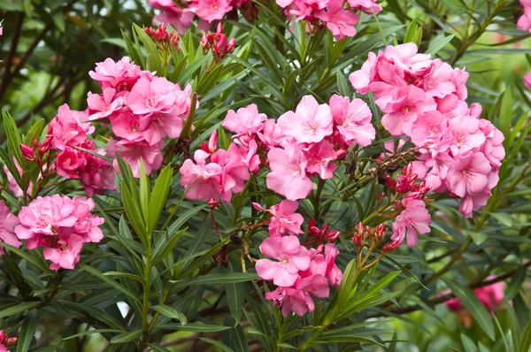 Oleander róży kwiat zatoka z urlopu nerium oleander l — Zdjęcie stockowe