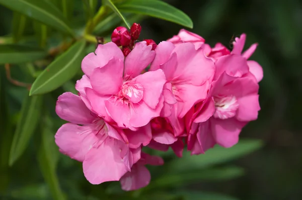 Oleandro rosa fiore di alloro con foglie Nerium oleander L — Foto Stock