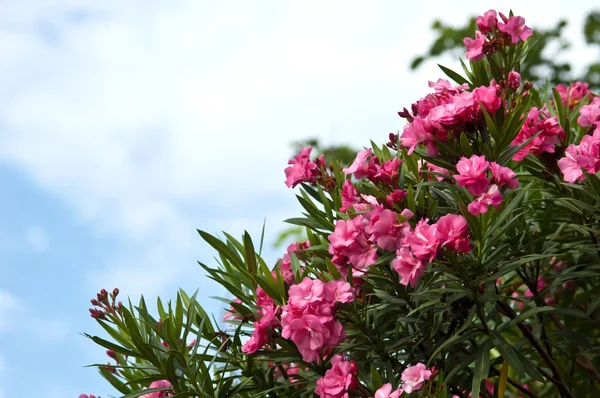 Oleandro rosa flor baía com licença Nerium oleander L — Fotografia de Stock