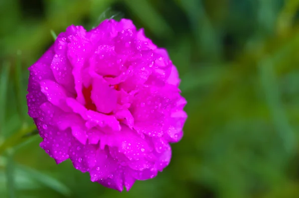 Close Up Pink Almindelig portulak blomst - Stock-foto