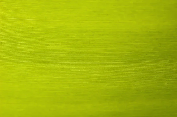 Υφή φόντο του backlight φρέσκο πράσινο φύλλο μπανάνας. Royalty Free Φωτογραφίες Αρχείου
