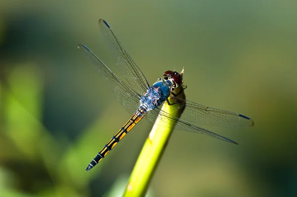 Blaue Libelle Stockfoto