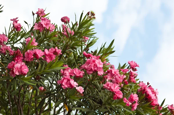 Oleandro rosa flor baía com licença Nerium oleander L Imagem De Stock