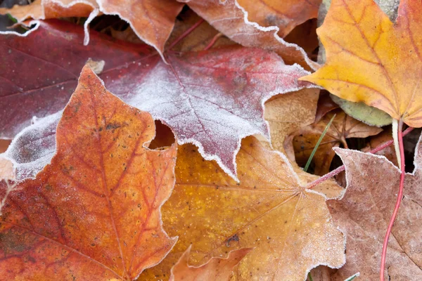 Primo piano di foglie d'acero glassate rosse e gialle autunnali — Foto Stock
