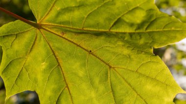 yeşil akçaağaç yaprağı