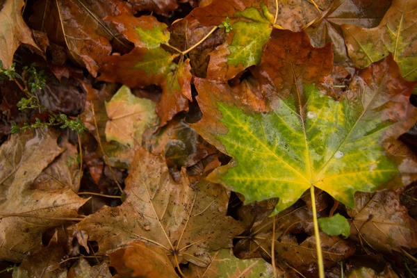 Foglie d'acero autunnale a terra — Foto Stock