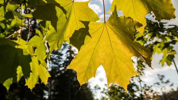 Autunno foglie d'acero contro il cielo — Foto Stock