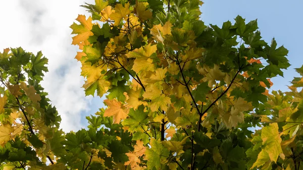 Autunno foglie d'acero contro il cielo — Foto Stock